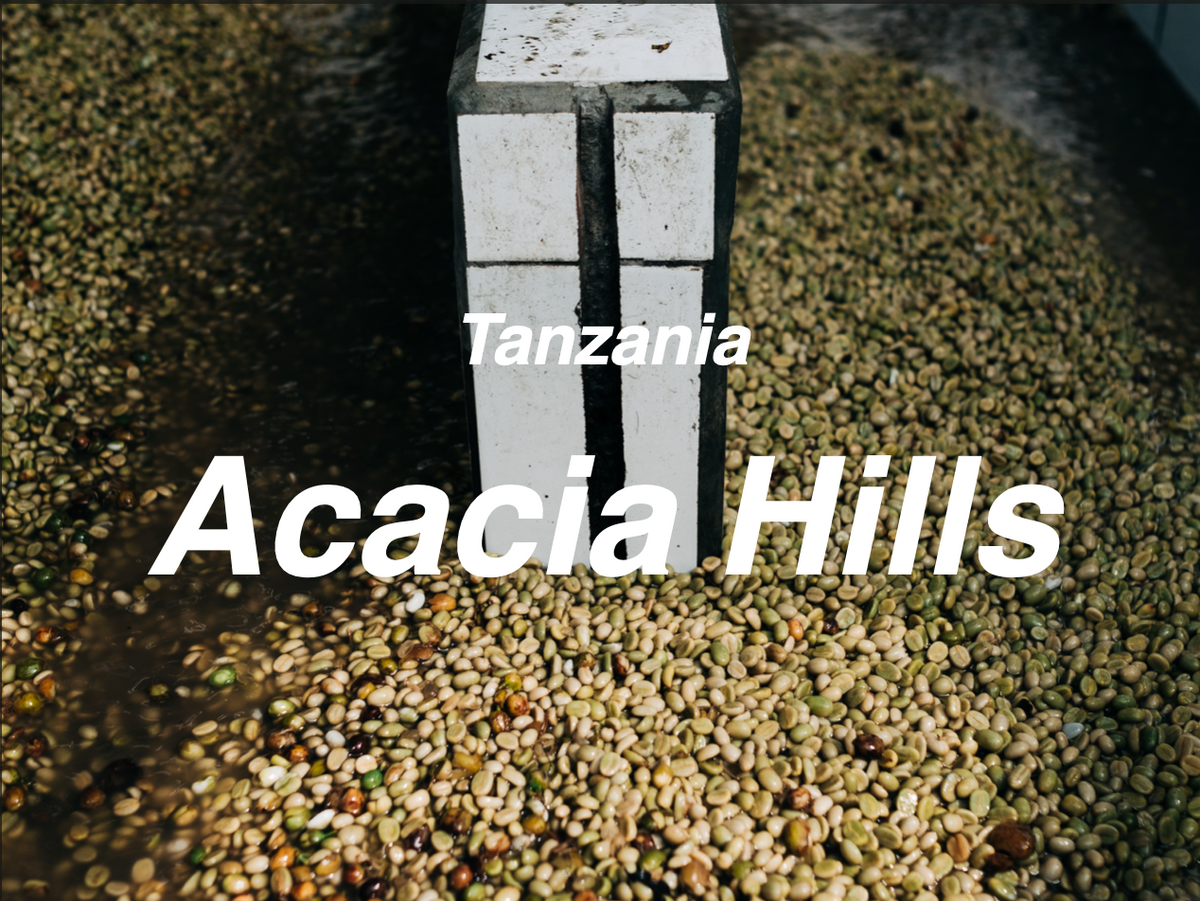 坦尚尼亞 相思山莊園 藝妓 水洗 (Tanzania Acacia Hill Geisha Washed)