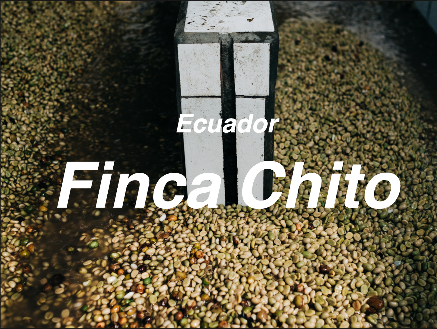 厄瓜多 奇托莊園 鐵比卡 水洗 (Ecuador Chito Typica Yeast Washed)