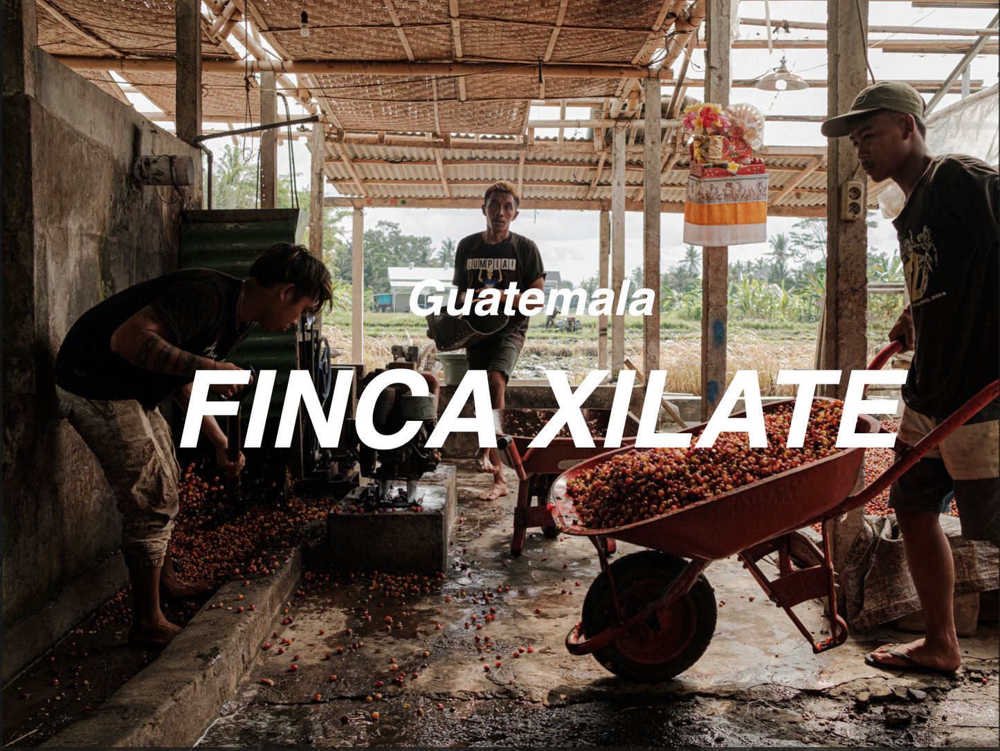 瓜地馬拉 希雅莊園 馬拉卡都拉 日曬 (Guatemala Finca Xilate Maracaturra Natural))