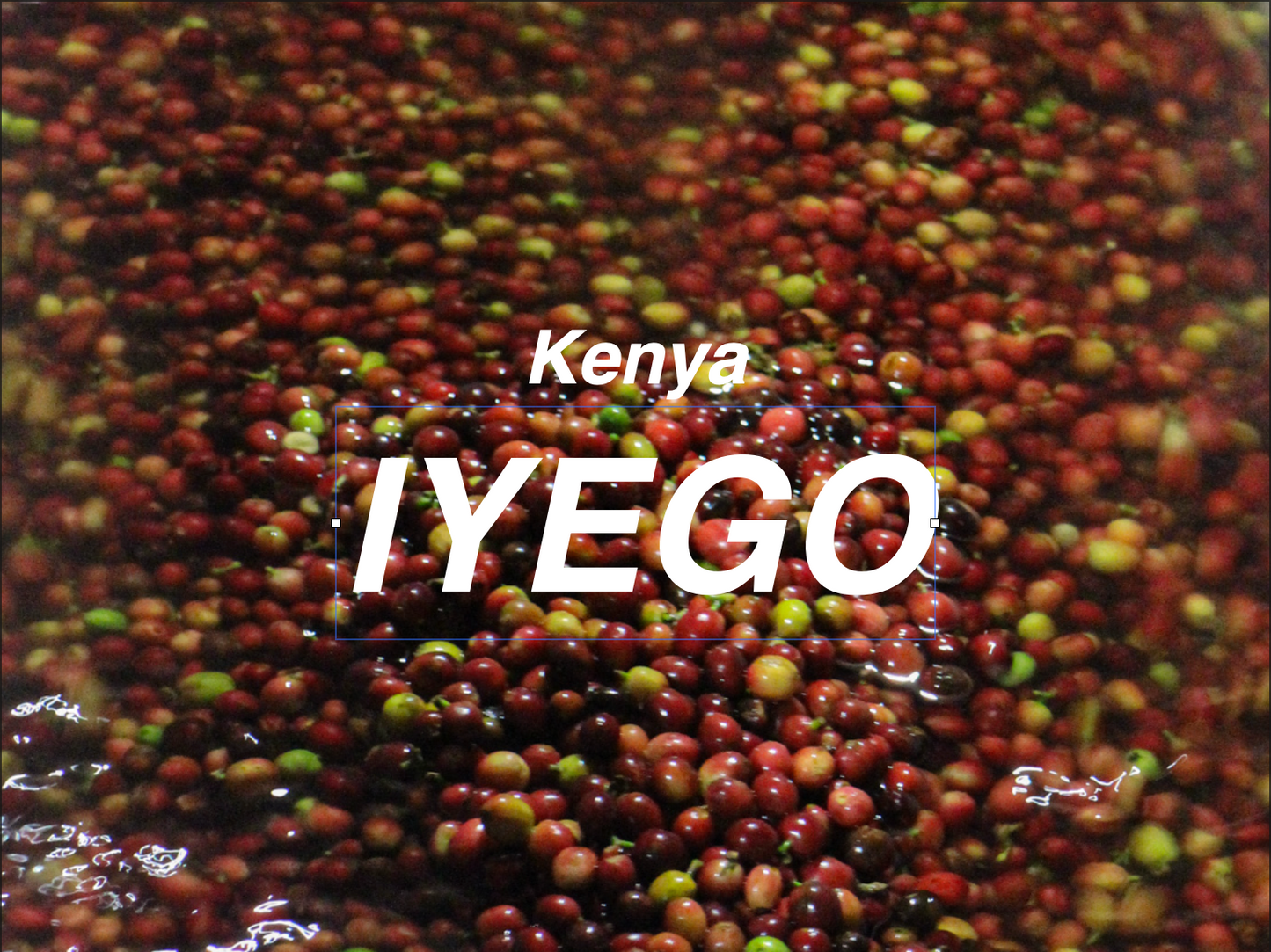 肯亞 耶格AA 水洗 (Kenya Murang’a Iyego AA Washed)