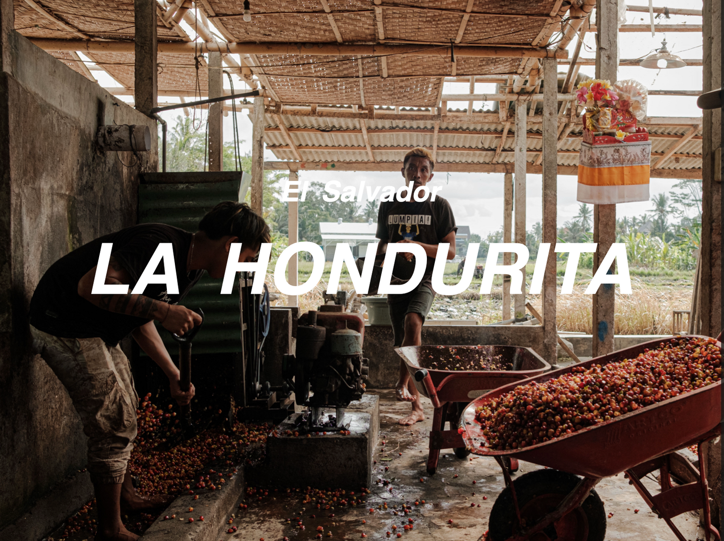 薩爾瓦多 紅麗塔 帕卡馬拉 日曬 (El Salvador La Hondurita Pacamara Natural)
