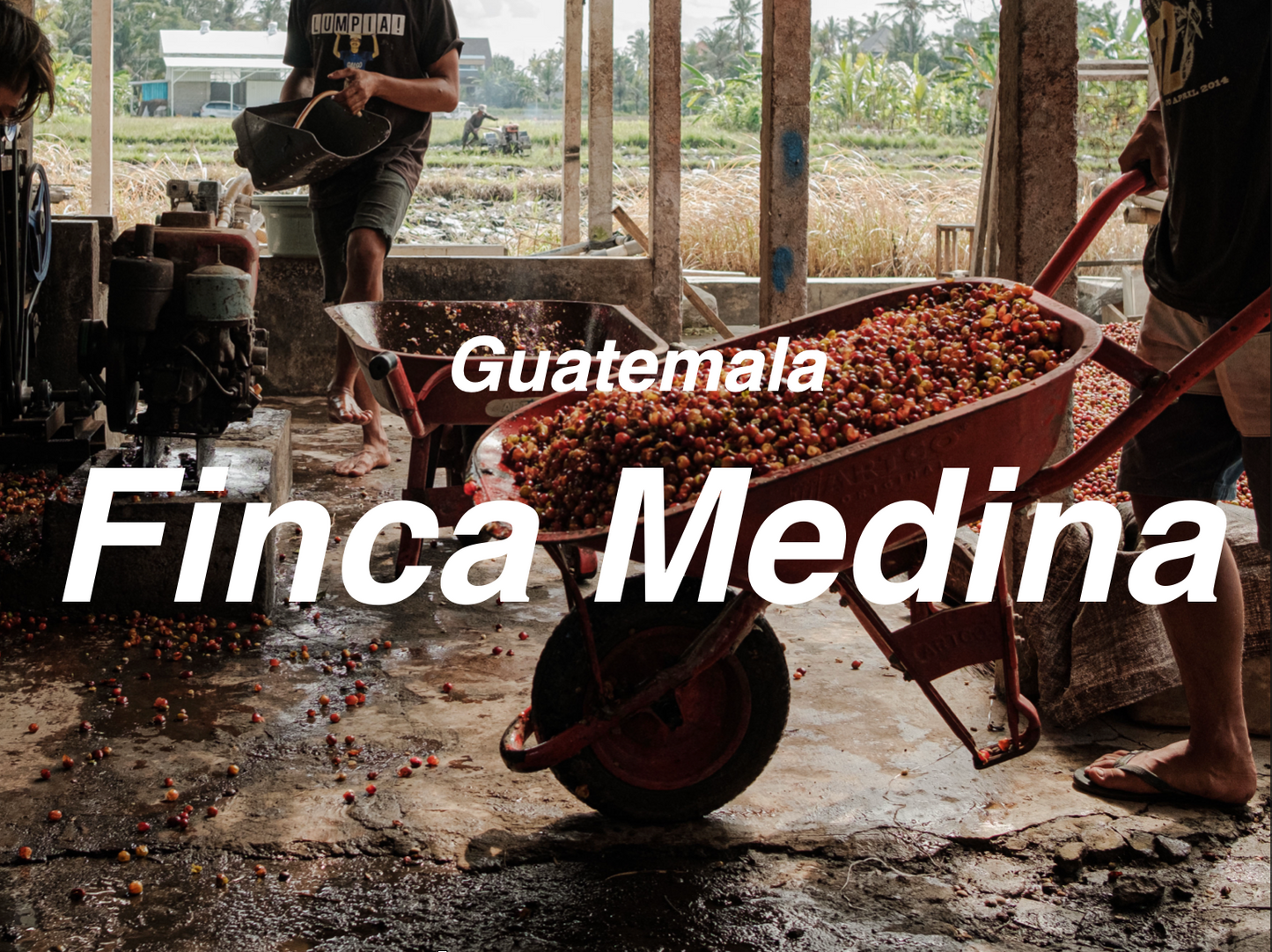 瓜地馬拉 梅蒂拉 波旁 黑蜜 (Guatemala Finca Medina Bourbon Black Honey)