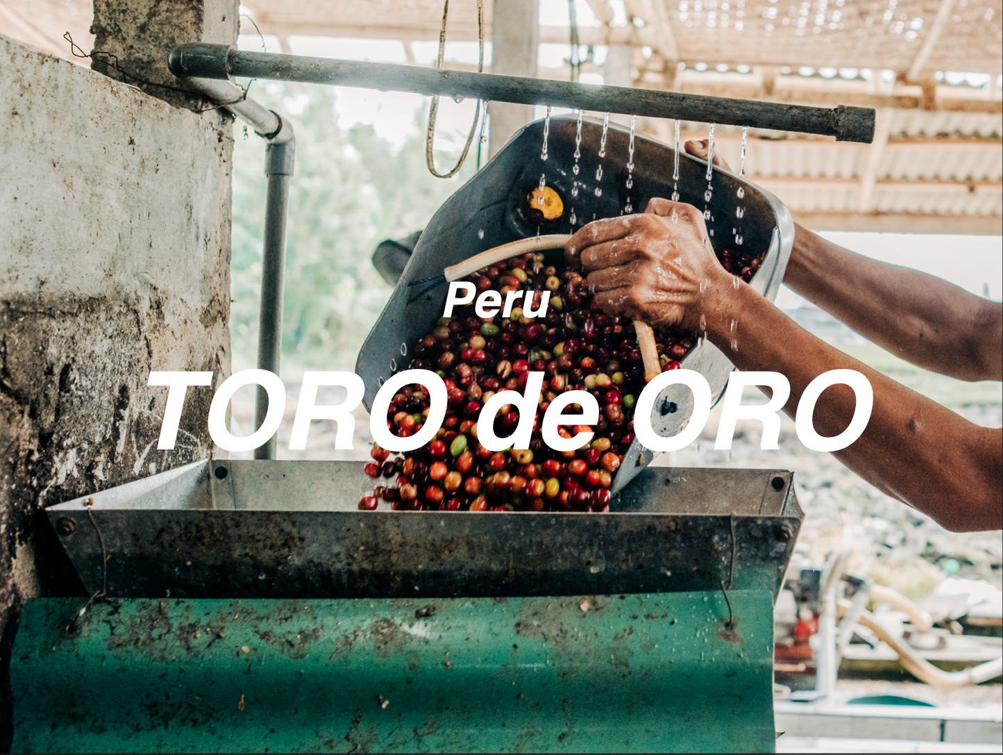 秘魯 金牛座 水洗 (Peru Toro de Oro Washed)