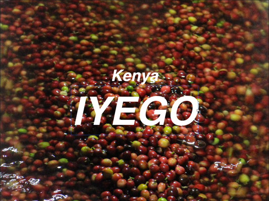 肯亞 耶格AA 水洗 (Kenya Murang’a Iyego AA Washed)