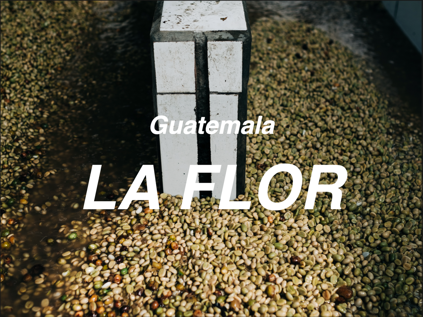 瓜地馬拉 安提瓜 花神AA 水洗 (Guatemala Antigua La Flor AA Washed)