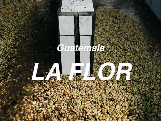 瓜地馬拉 安提瓜 花神AA 水洗 (Guatemala Antigua La Flor AA Washed)