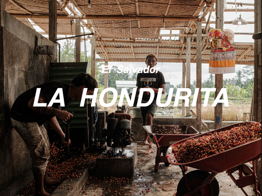 薩爾瓦多 紅麗塔 帕卡馬拉 日曬 (El Salvador La Hondurita Pacamara Natural)