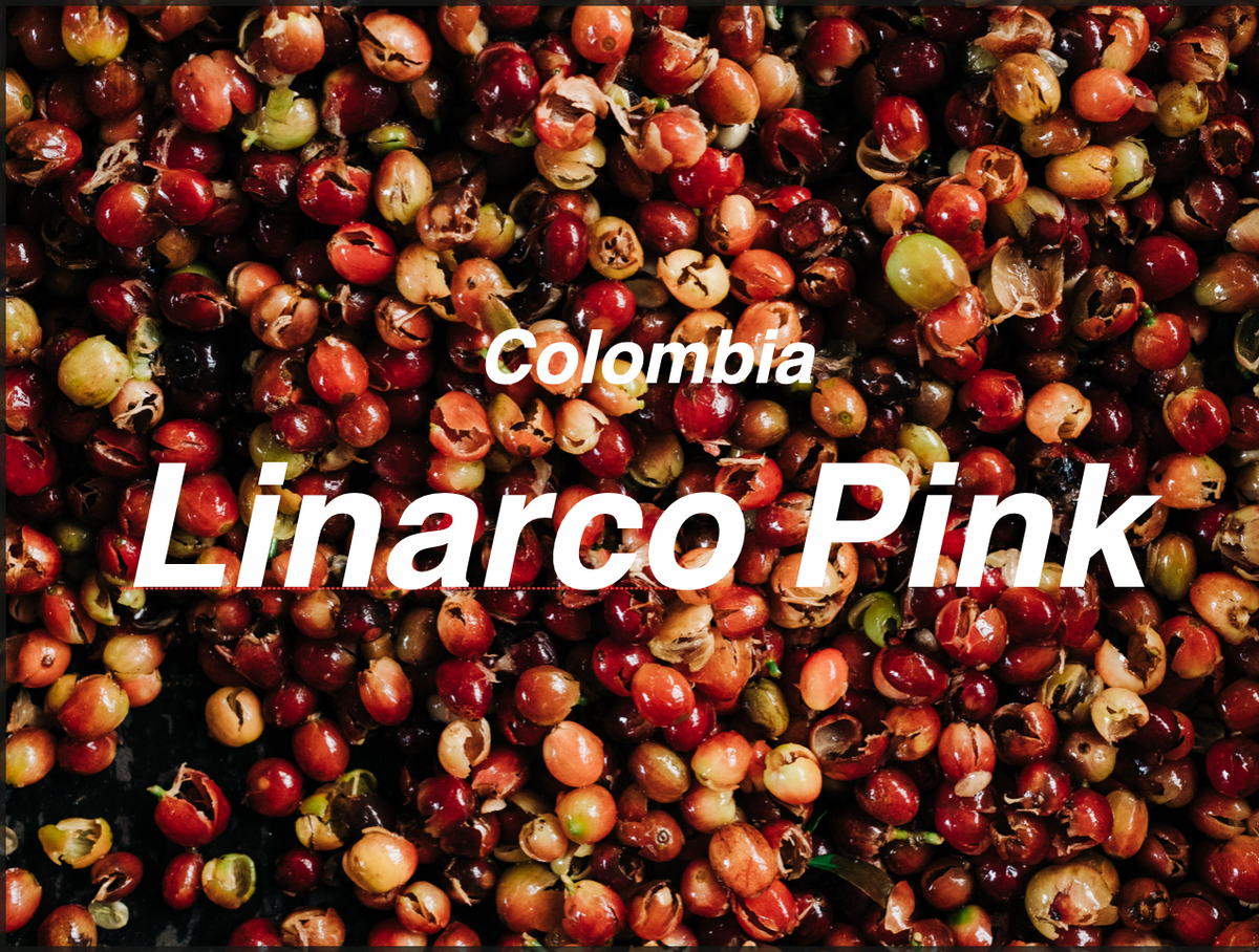 哥倫比亞 林納可·羅德里奎茲 粉紅波旁 水洗  (Colombia Linarco Rodriguez Pink Bourbon Washed)