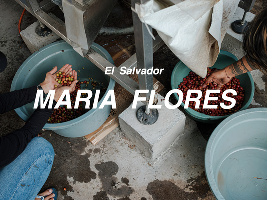 薩爾瓦多 瑪麗亞之花 ⽔洗 (El Salvador Maria Flores Pacamara Washed)