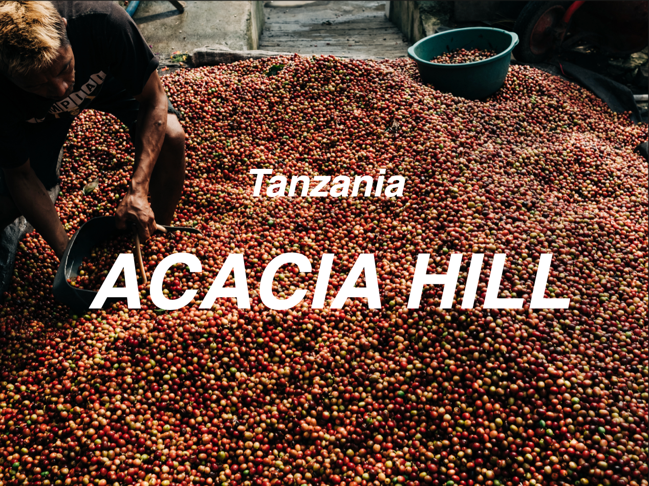 坦尚尼亞 相思樹莊園 帕卡馬拉 水洗  (Tanzania Acacia Hills Pacamara Washed)
