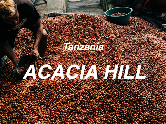 坦尚尼亞 相思樹莊園 帕卡馬拉 水洗  (Tanzania Acacia Hills Pacamara Washed)