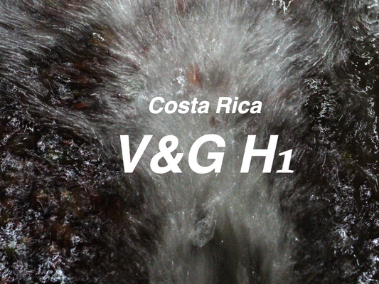 哥斯大黎加 V&G H 日曬 (Costa Rica V&G H1 Natural)