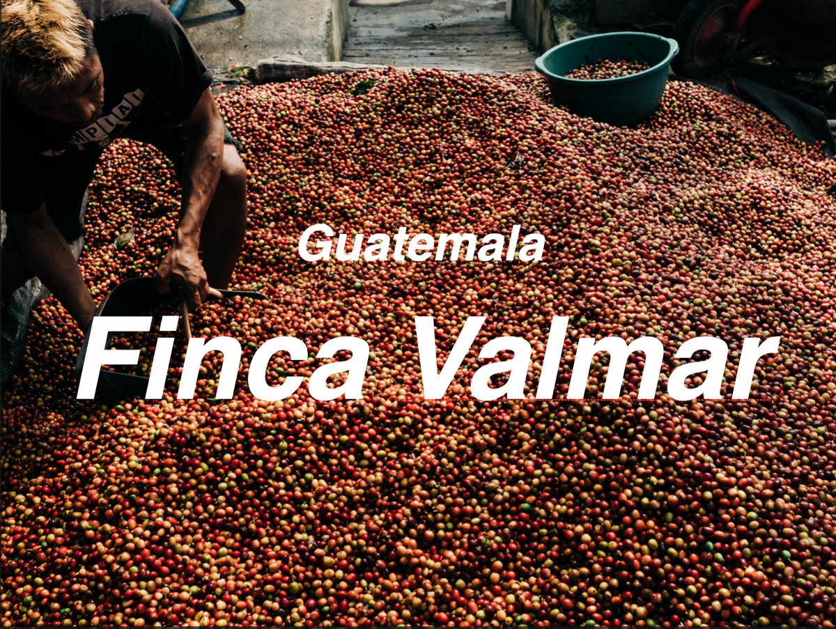 瓜地馬拉 科班雨林 瓦爾瑪莊園 聖伊西德羅 水洗 (Guatemala Finca Valmar San Isidro  Washed)