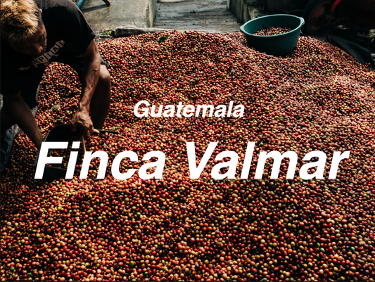 瓜地馬拉 科班雨林 瓦爾瑪莊園 聖伊西德羅 水洗 (Guatemala Finca Valmar San Isidro  Washed)